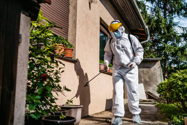 Best Termite Control Services  in Pine Island, MN