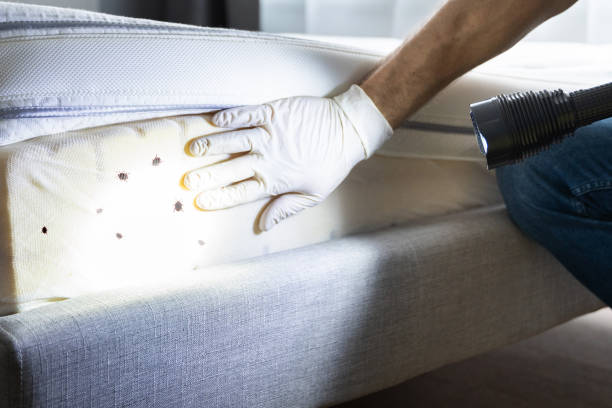 Best Flea Control Services  in Pine Island, MN